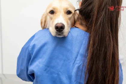 Free Veterinary Care